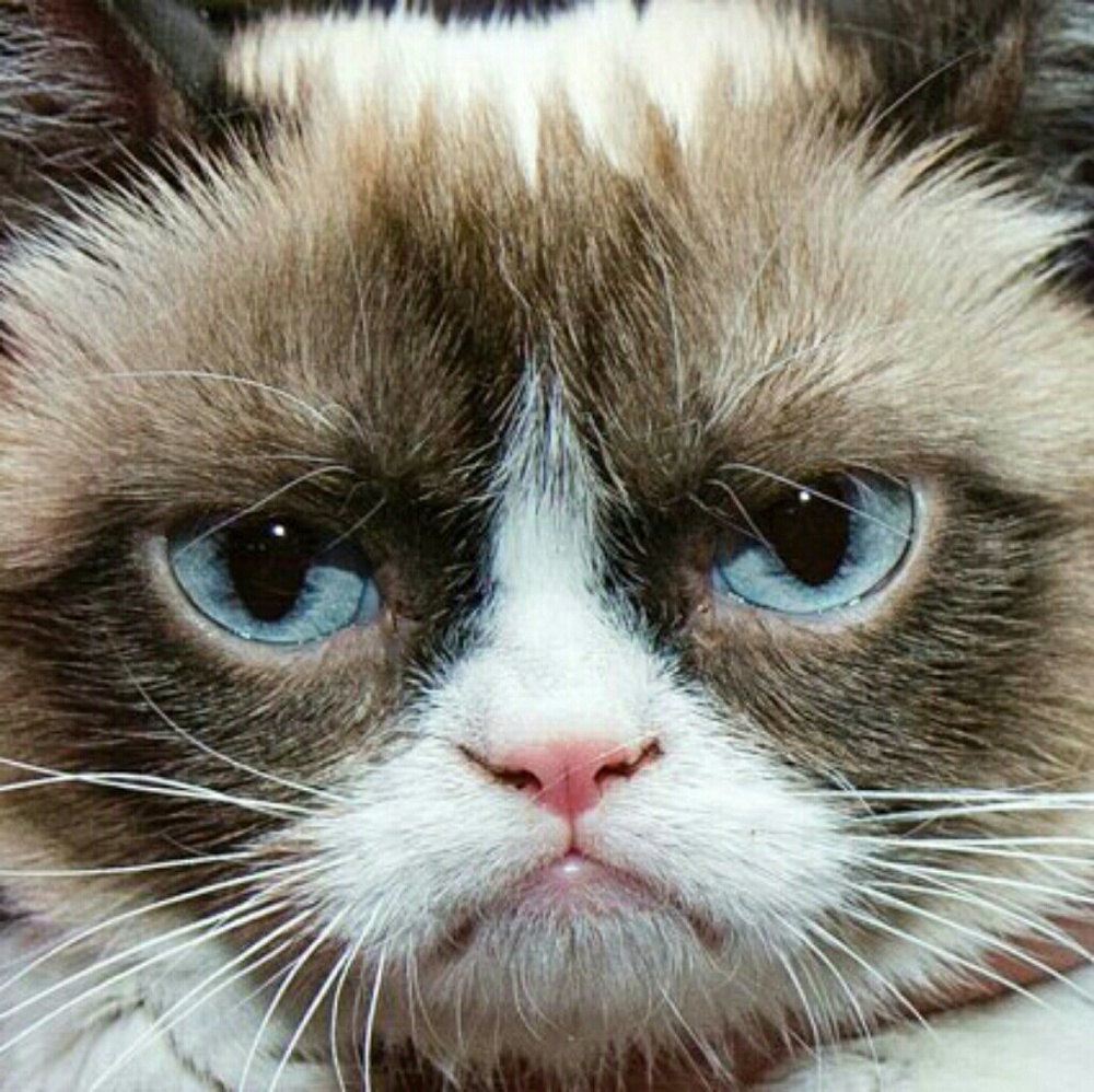 Meet your Posher, Lei